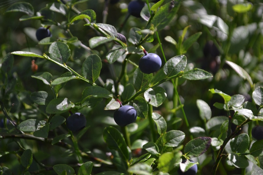 Blueberry plant
